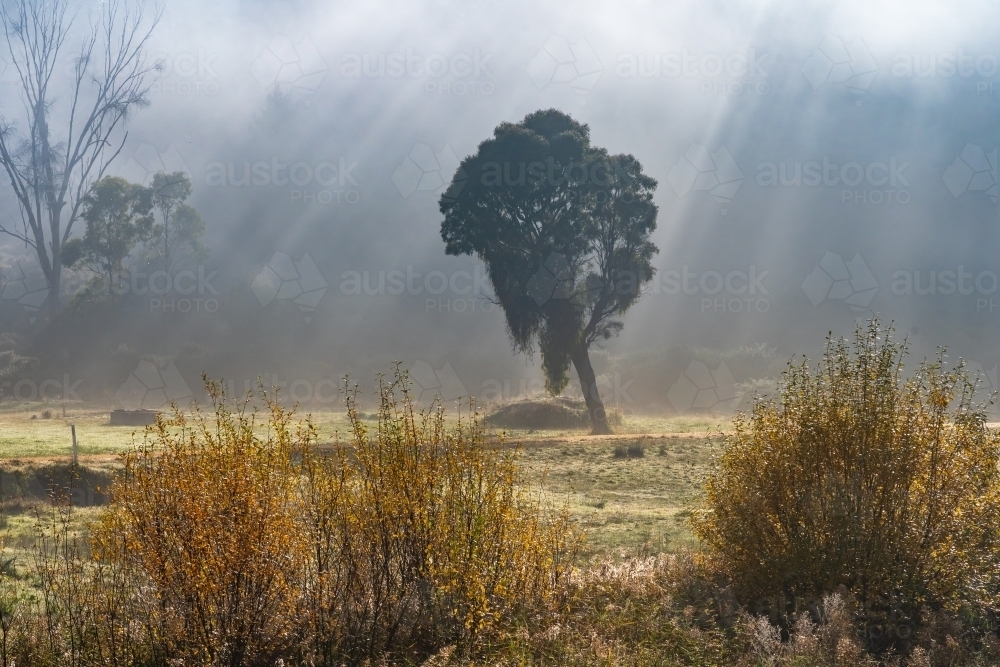 Rays of sunshine coming through fog surrounding a single gum tree - Australian Stock Image