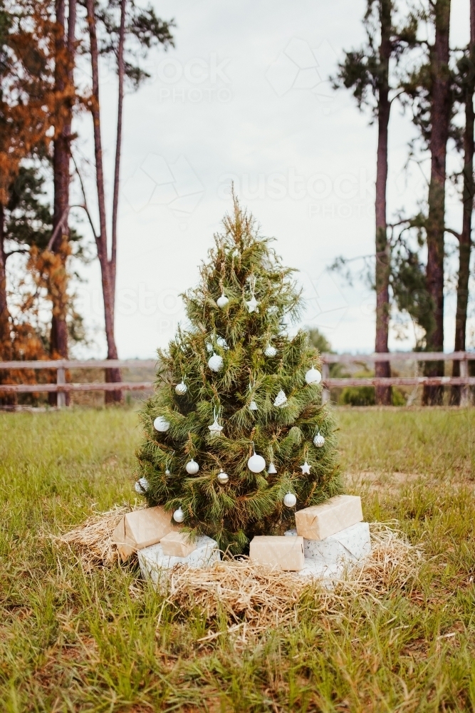 Real decorated Christmas tree outdoors in a rural paddock - Australian Stock Image