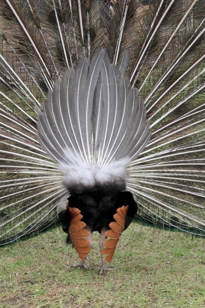 Rear feathers of peacock on display - Australian Stock Image