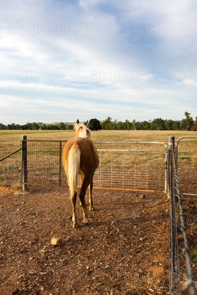 Rear of a palomino horse waiting to be let through the farm gate - Australian Stock Image