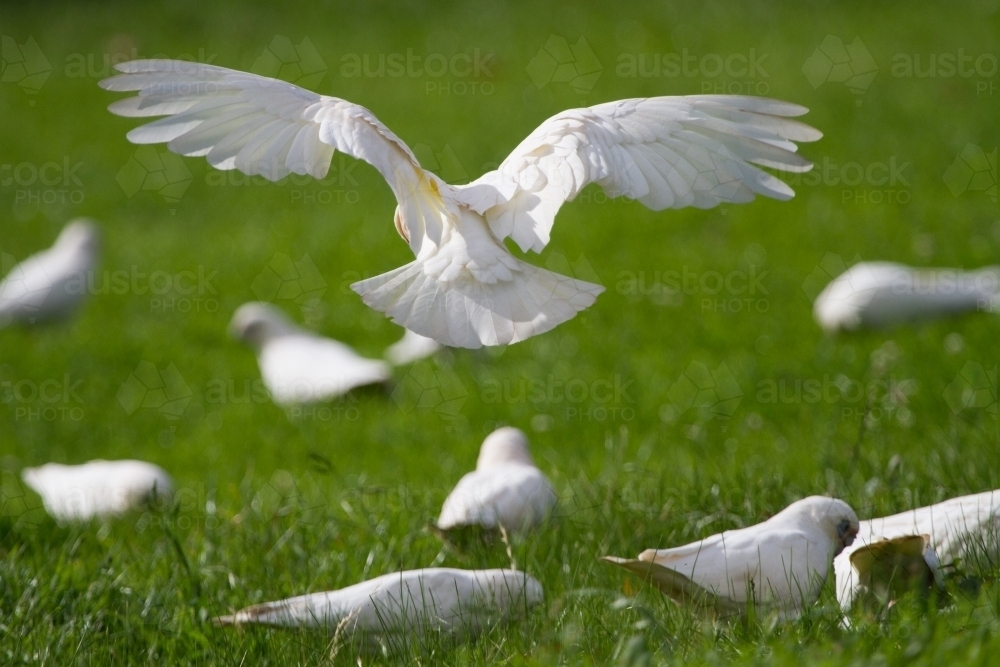Rear View of a Corella Coming in to Land - Australian Stock Image
