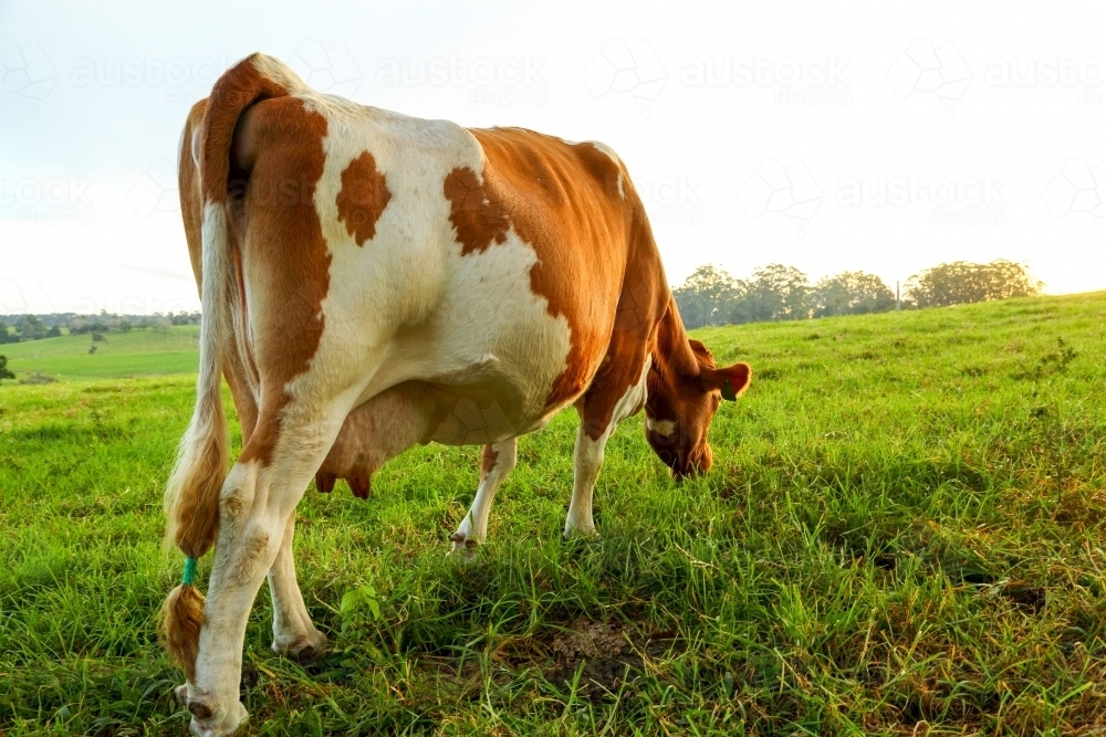 Rear view of a Guernsey dairy cow grazing in a lush paddock. - Australian Stock Image