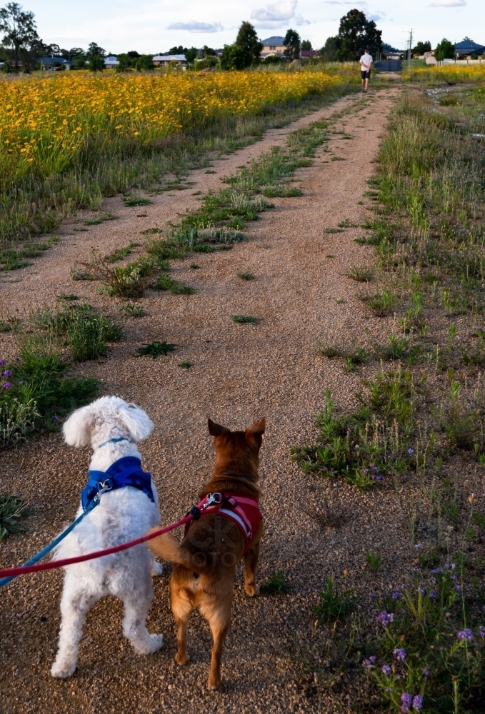 Rear view of two small dogs on leads looking along a country track - Australian Stock Image