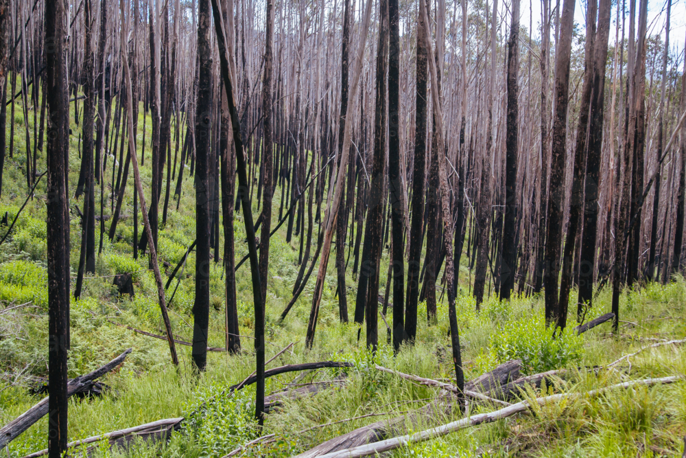 Recent bushfire landscape and burnt trees at Mt Buller Australia - Australian Stock Image