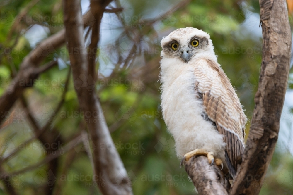 Recently fledged Rufous owlet perched on a tree branch - Australian Stock Image