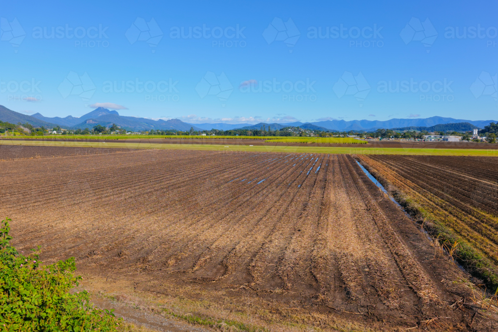 Image of Recently harvested Sugar Cane witrh Mount Warning in the ...