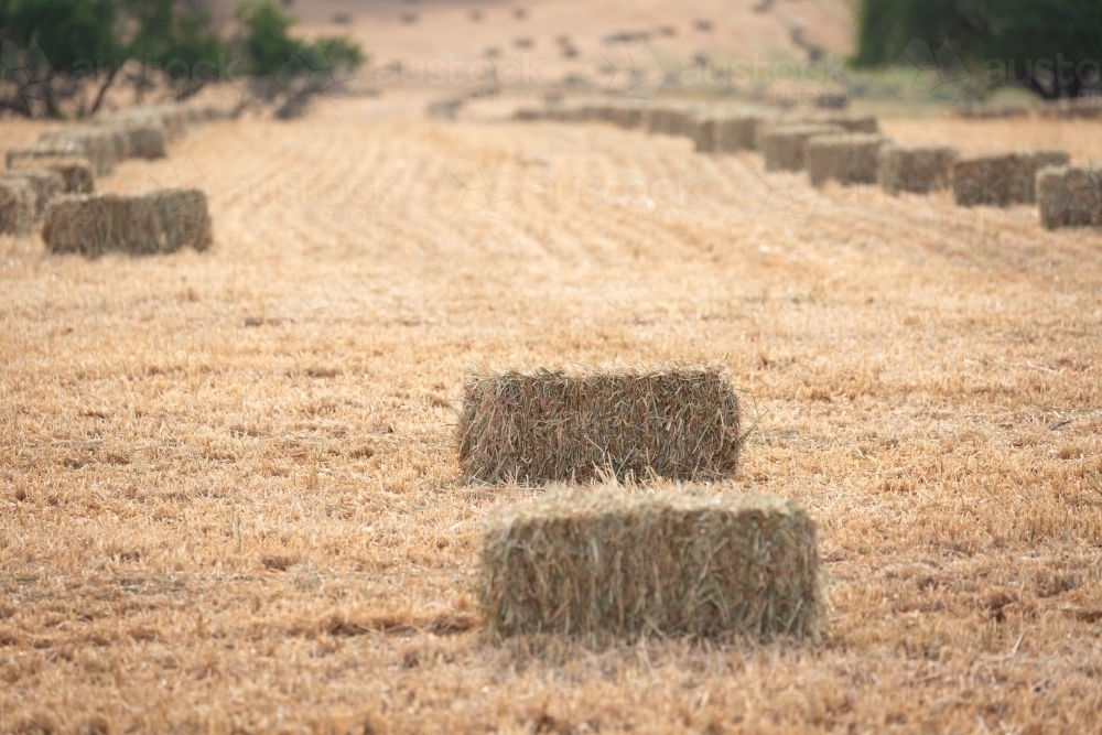 rectangular bales of hay waiting to be picked up - Australian Stock Image