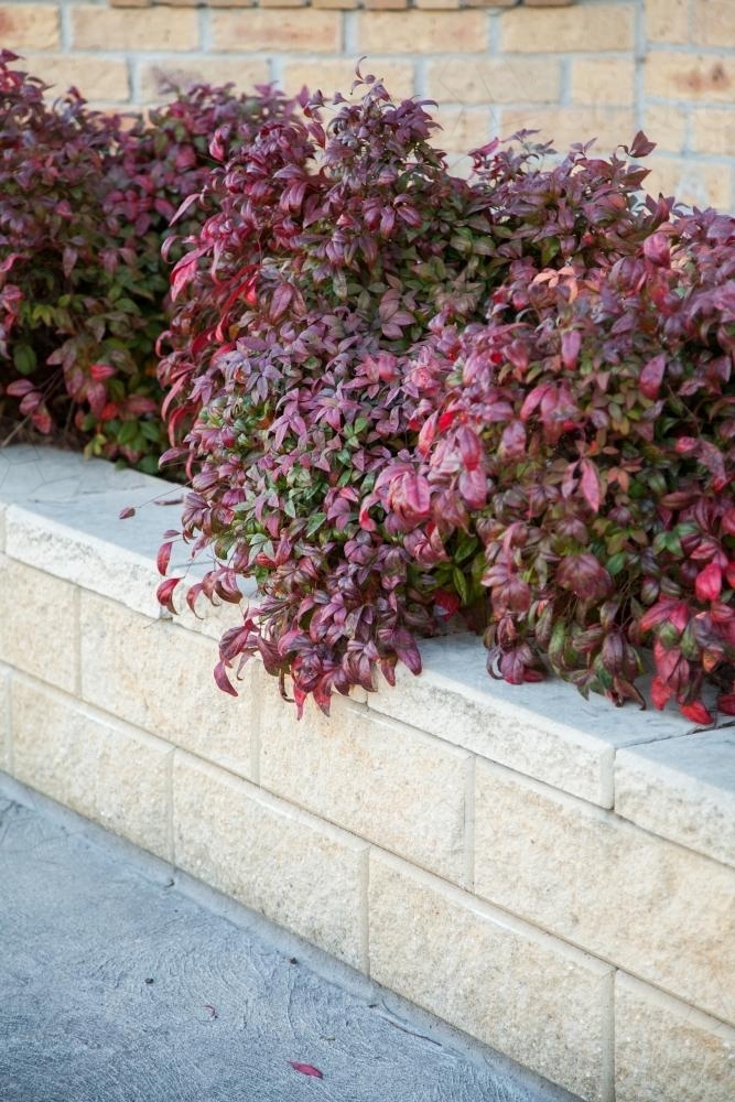 Red and green coloured bush next to white stone retaining wall - Australian Stock Image