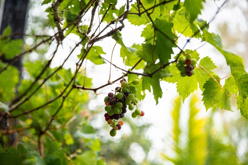 red and green grapes growing on a vine - Australian Stock Image