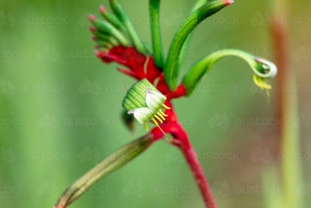 red and green kangaroo paw - Australian Stock Image