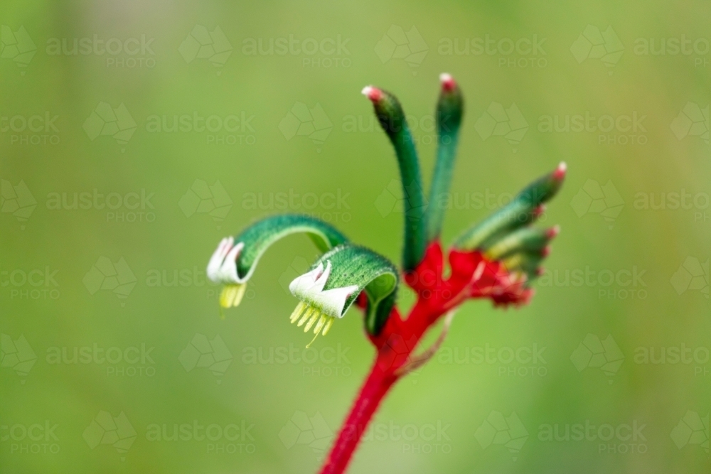 red and green kangaroo paw - Australian Stock Image