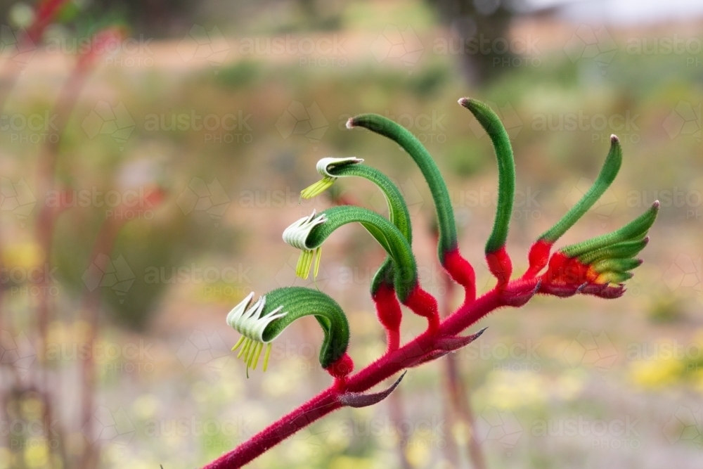 Koorapoo Flower Kangaroo Paw Flower