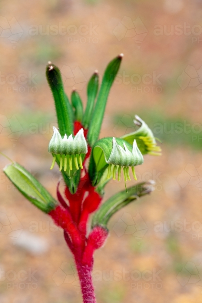 Red and green kangaroo paw flower - Australian Stock Image