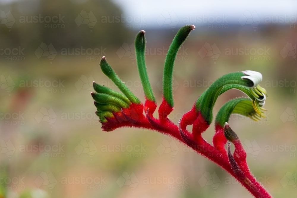 Red and green kangaroo paw flower - Australian Stock Image