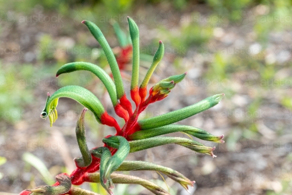 red and green kangaroo paw flower - Australian Stock Image