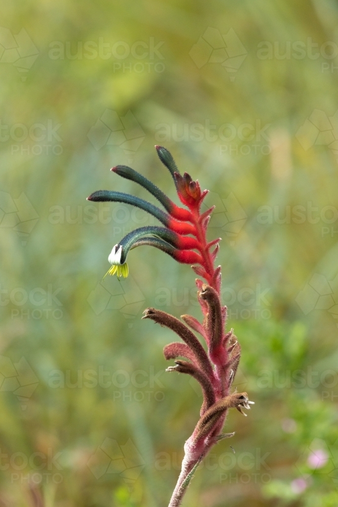 red and green kangaroo paw flower green background - Australian Stock Image