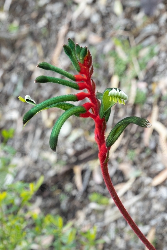 red and green kangaroo paw flower grey background - Australian Stock Image