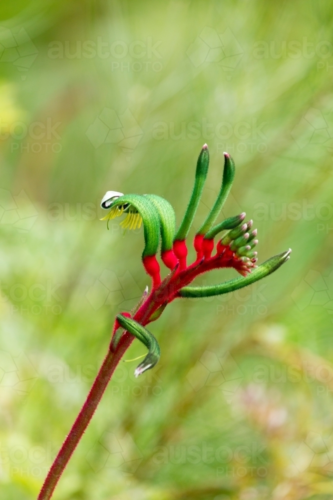 red and green kangaroo paw vertical - Australian Stock Image