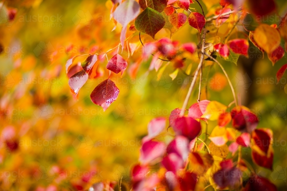Red and orange autumn leaves on a tree - Australian Stock Image