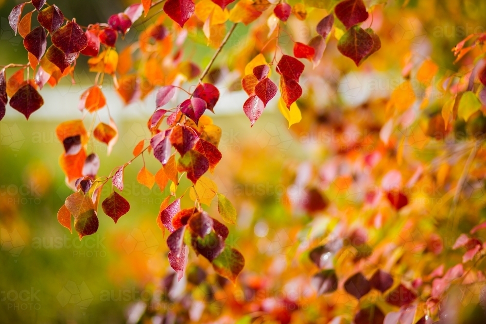 Red and orange autumn leaves on a tree - Australian Stock Image