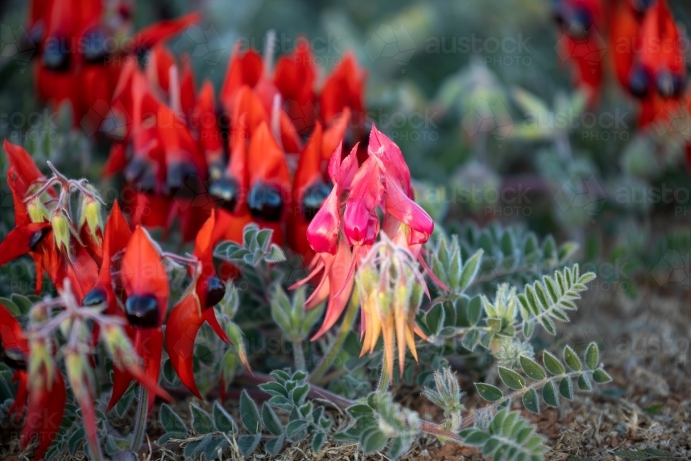 red and pink Sturt's desert pea flowers - Australian Stock Image