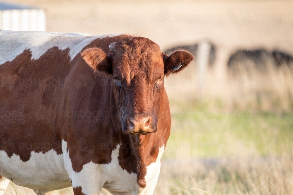 Red and white cow with a weeping eye problem - Australian Stock Image