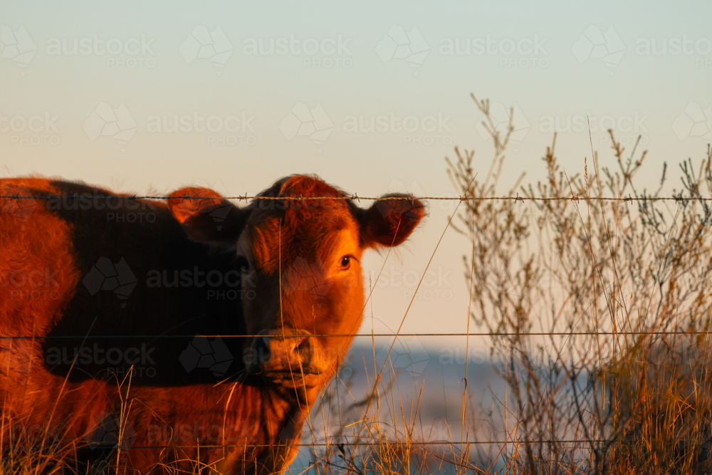 Red Angus cow looking through fence in warm morning sunshine - Australian Stock Image