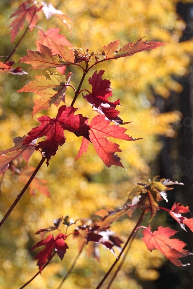 Red autumn leaves - Australian Stock Image
