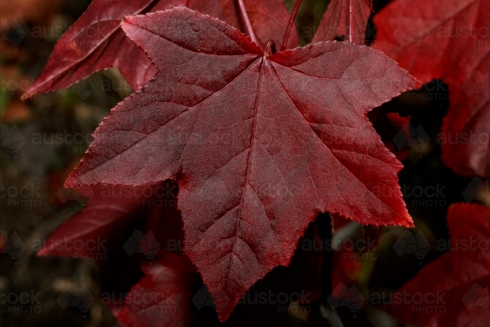 Red autumn maple leaves on tree - Australian Stock Image