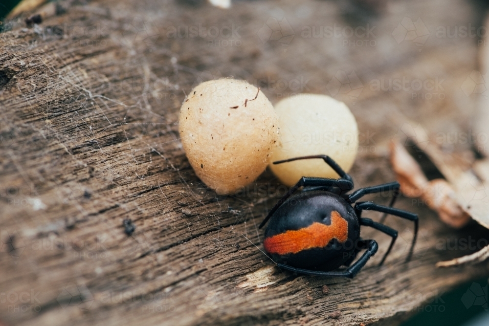 Red back spider and eggs - Australian Stock Image