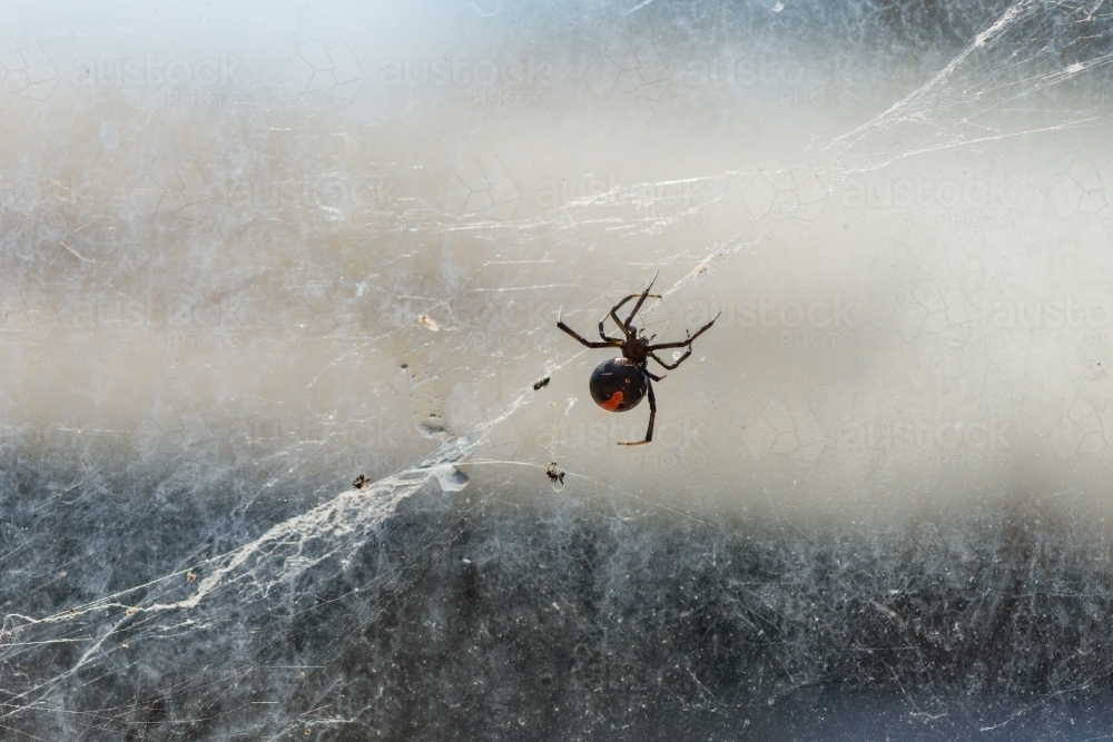 Red back spider on window with messy web - Australian Stock Image