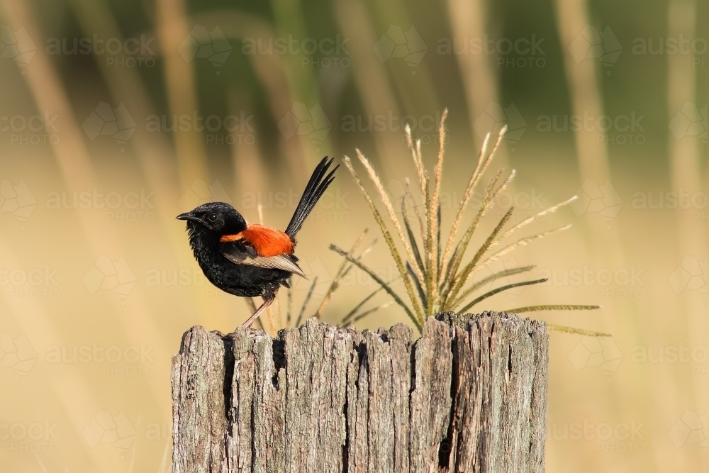 Red-backed Fairy Wren on tree stump - Australian Stock Image