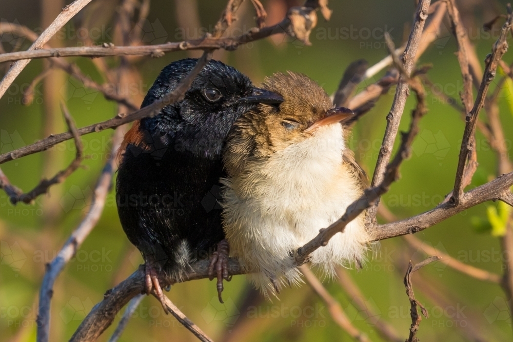 Red-backed Fairy Wrens - Australian Stock Image