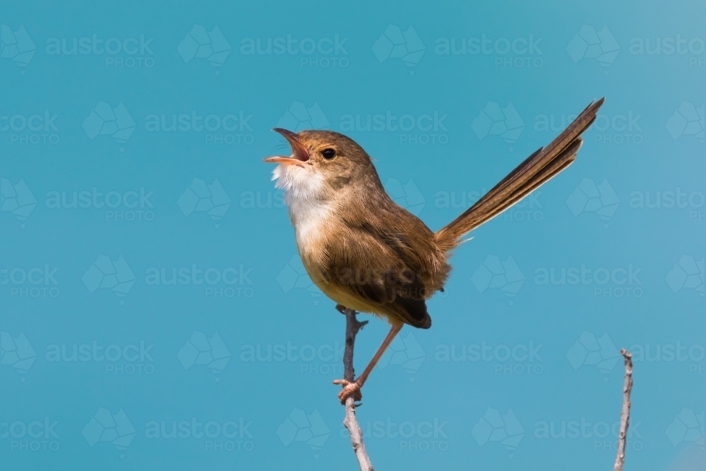 Red-backed Fairy Wrens - Australian Stock Image