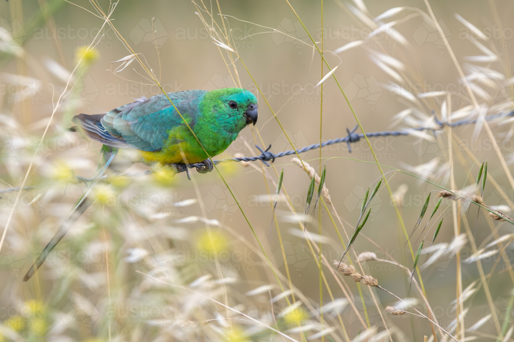 Red backed parrot perched on fence in rural Australia - Australian Stock Image