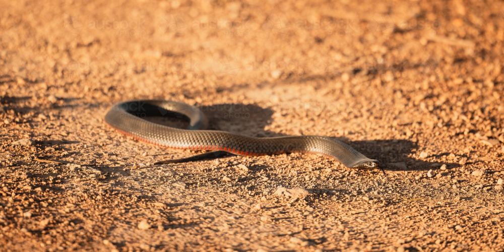 Red belly black snake on rural dirt road in vibrant sunshine - Australian Stock Image