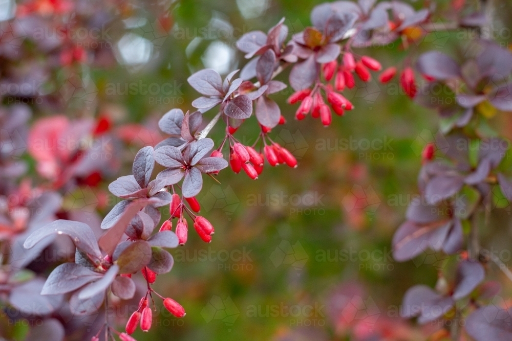 red berberis shrub with berries - Australian Stock Image