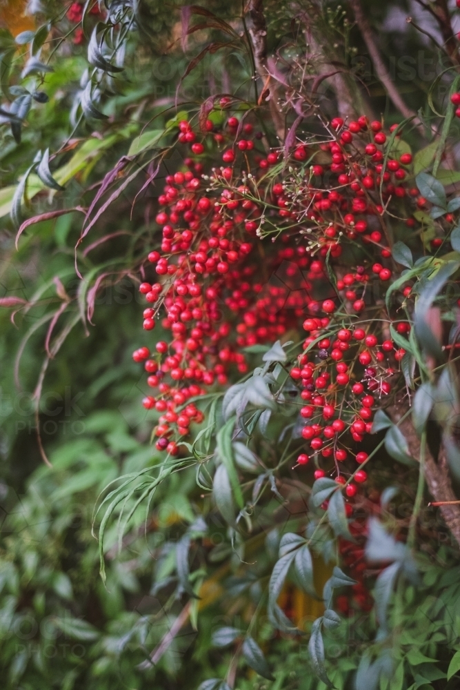 red berries growing on a bush - Australian Stock Image