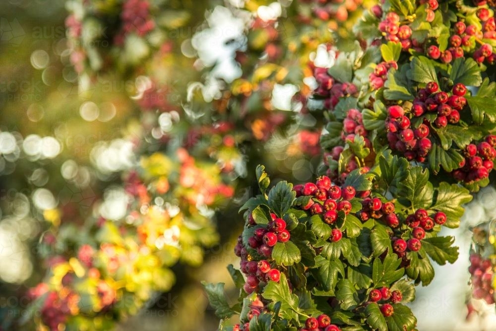 Red berries on a bush in the early morning - Australian Stock Image