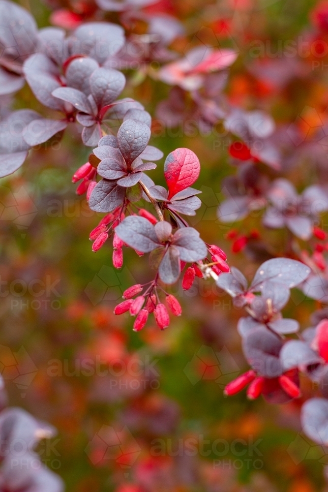 red berries on bush - Australian Stock Image