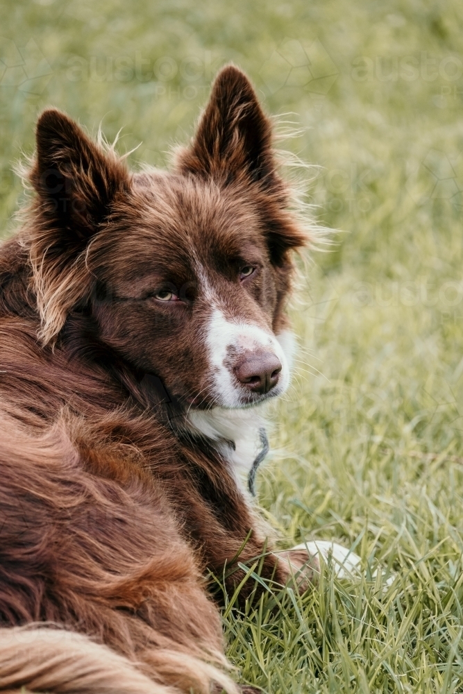 Red Border Collie relaxed on the grass. - Australian Stock Image