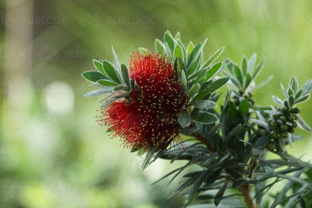 Red bottlebrush bush flower - Australian Stock Image