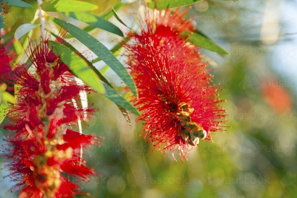 Red bottlebrush flower close up - Australian Stock Image