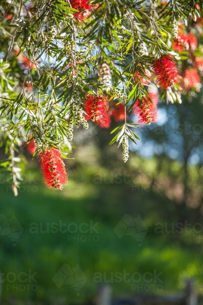 Red bottlebrush flowers hanging from a bush - Australian Stock Image