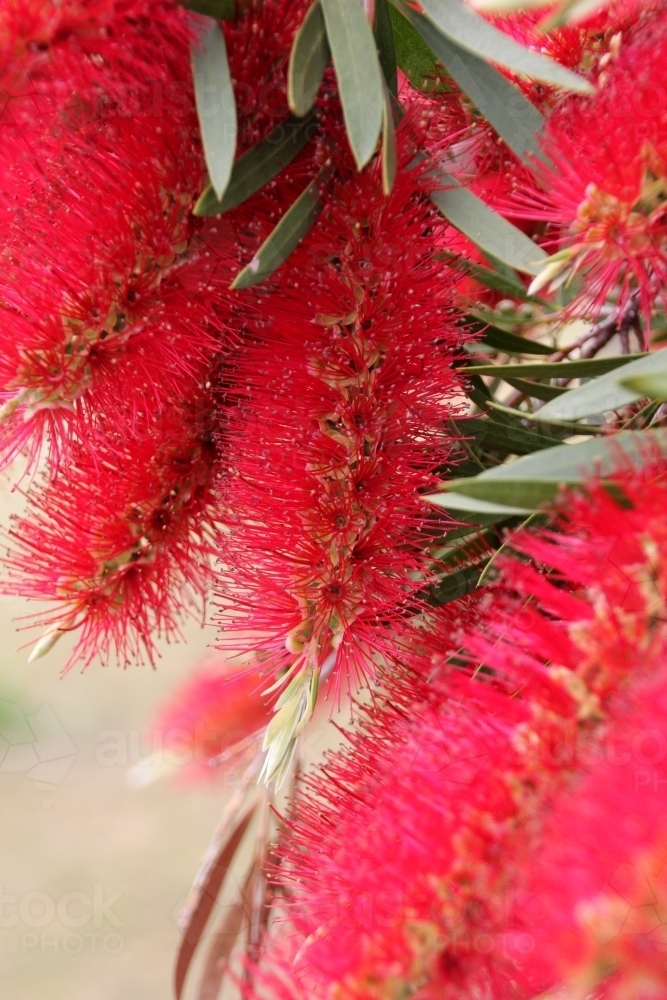 Red bottlebrush shrub in flower - Australian Stock Image