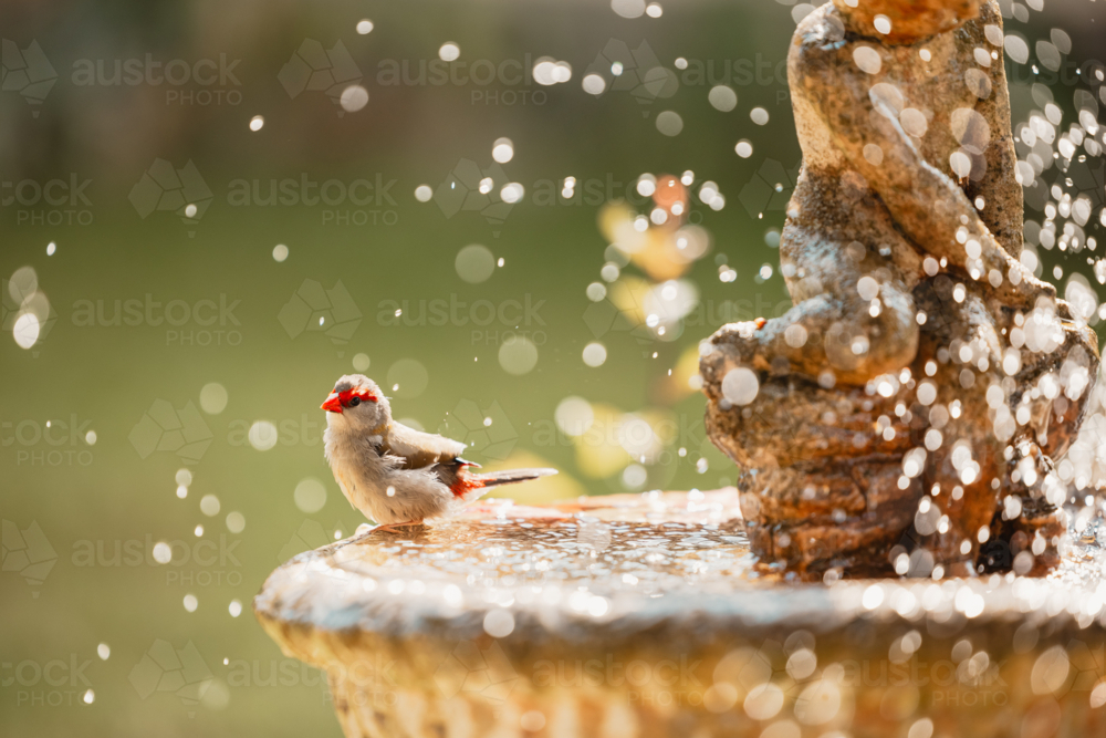 Red Browed Finch bathing in water droplets on fountain in the garden - Australian Stock Image