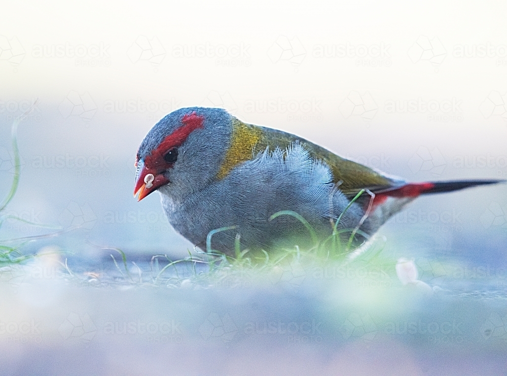 Red browed finch looking at ground close up. - Australian Stock Image