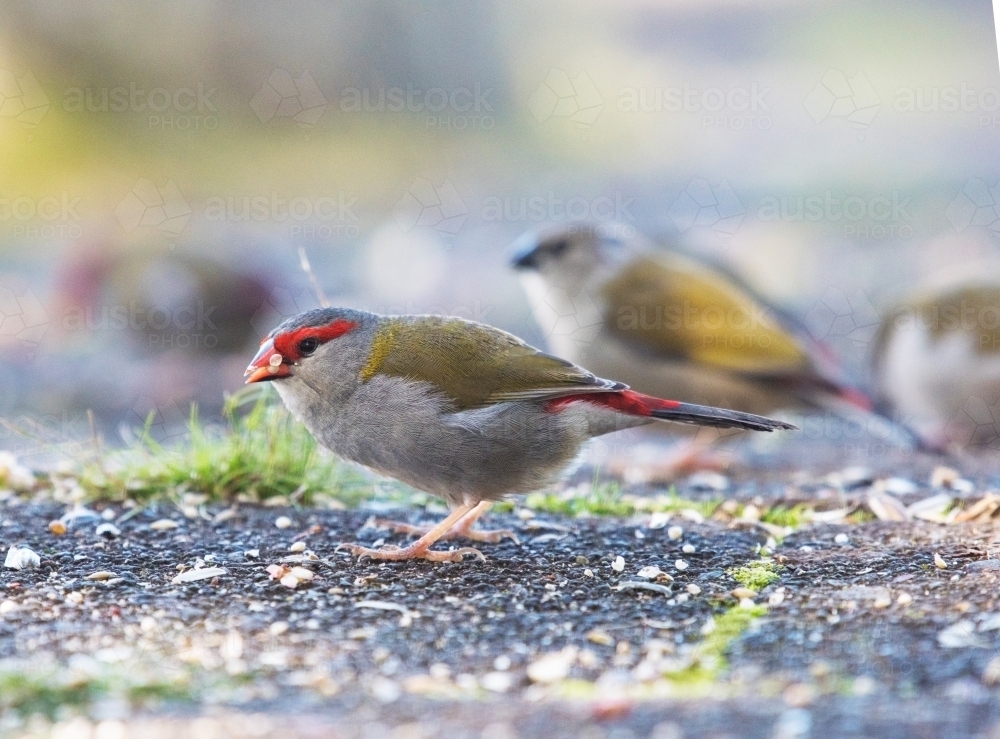 Red browed finches pecking at the ground. - Australian Stock Image