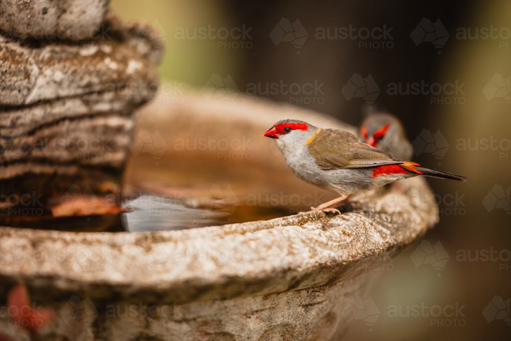 Red-browed finches standing on the edge of bird bath - Australian Stock Image