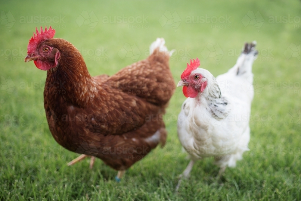 red brown isa and small white sussex chickens standing next to each other - Australian Stock Image